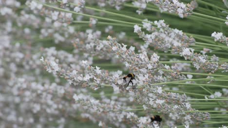 Abejorro-En-Lavanda-Blanca-Moviéndose-Y-Volando