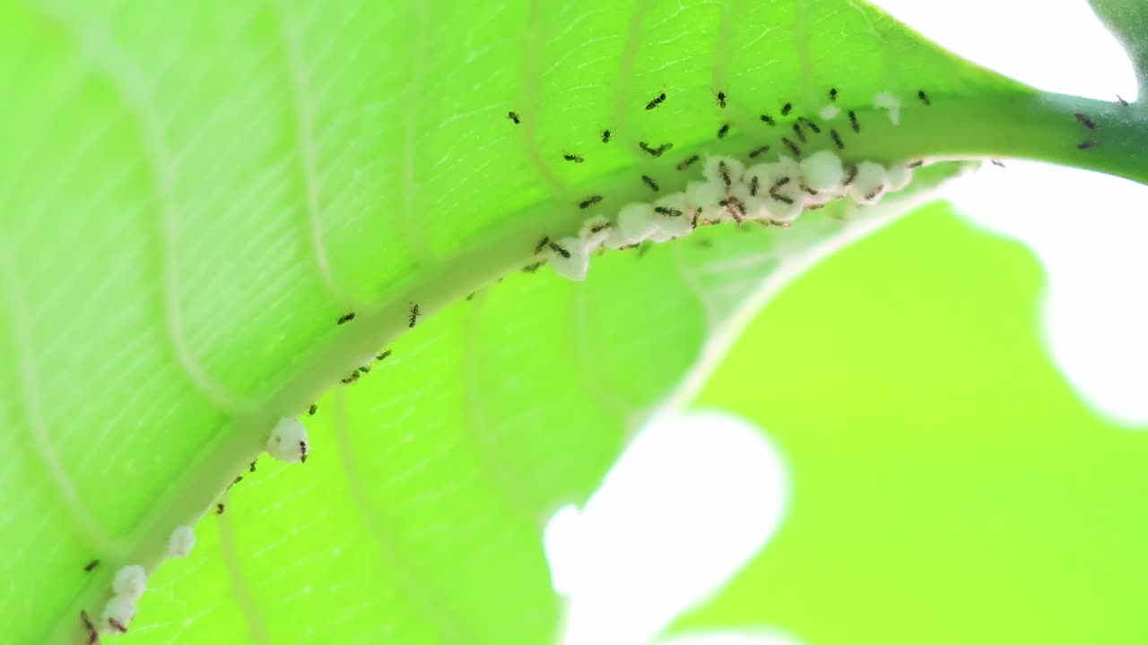 Close-up view of ants moving along the edge of a vibrant green leaf.