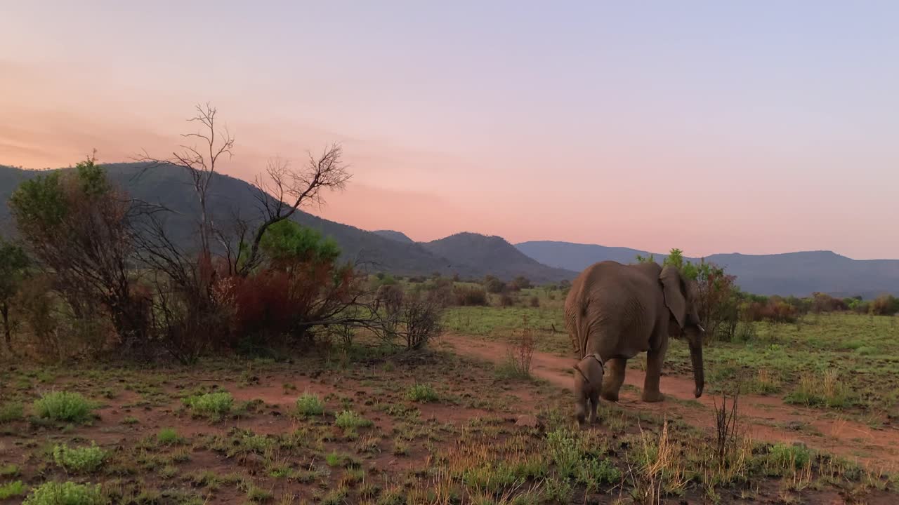 mamá elefante y bebé en la sabana a la luz dorada de la mañana, s áfrica