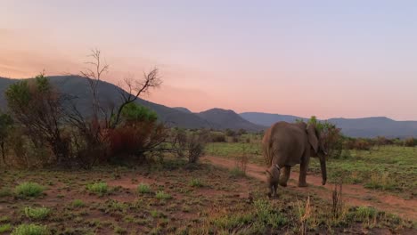 elephant mom and baby on savanna in golden morning light, s africa