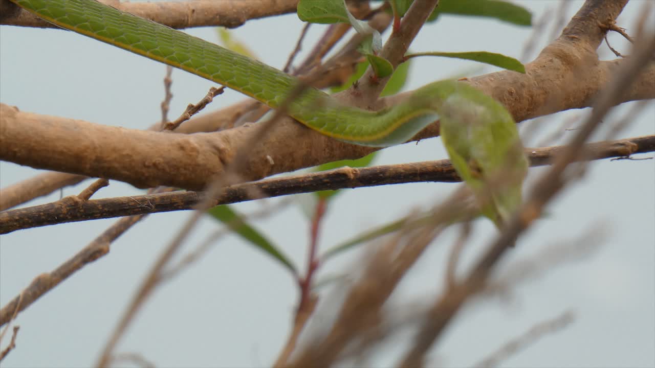 Green Snake in a Tree