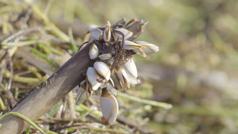 Entenmuscheln,-Die-Sich-Auf-Strandholz-Artikulieren