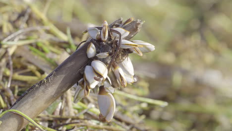 percebes articulados en madera de playa