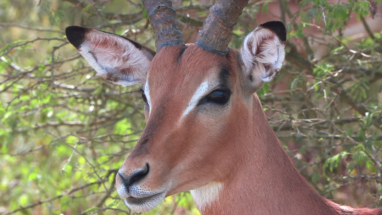 primer plano de la cabeza y la cara de un impala macho mientras se mueve fuera del marco