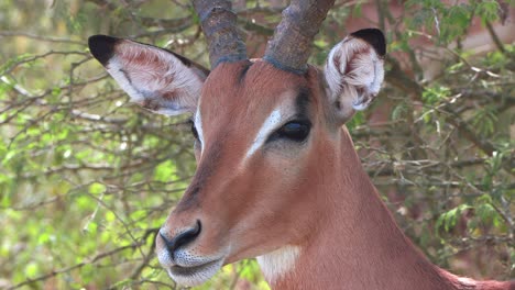 Primer-Plano-De-La-Cabeza-Y-La-Cara-De-Un-Impala-Macho-Mientras-Sale-Del-Encuadre