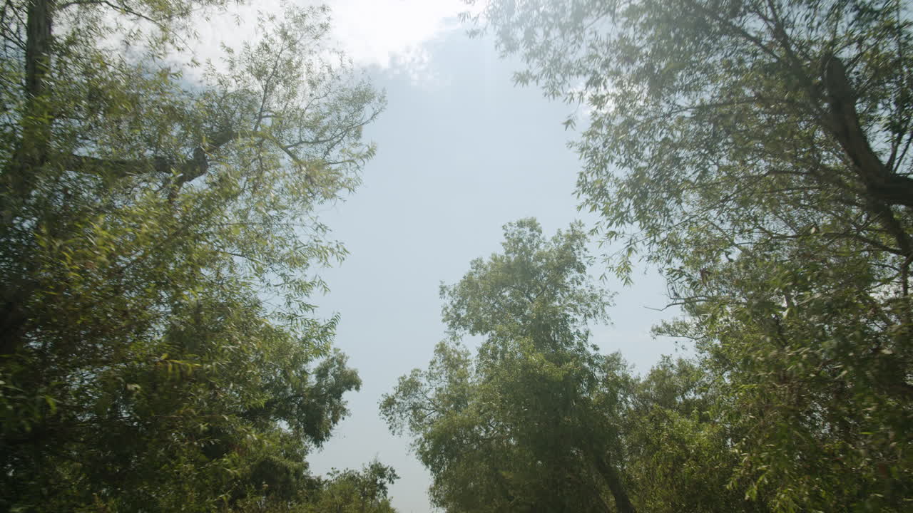 Dirt Road Through Trees