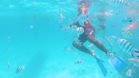 diver feeding swarming school of tropical fish in shallow sea