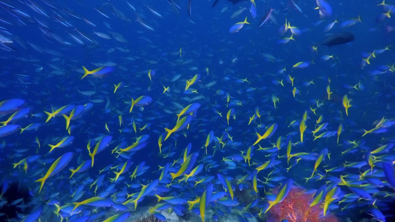 Grandes cantidades de peces pequeños nadando en un denso cardumen con jureles gigantes