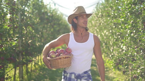 man harvesting apples in an orchard