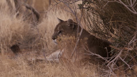 female lion licks lips as she relaxes in bushes on hot sunny day