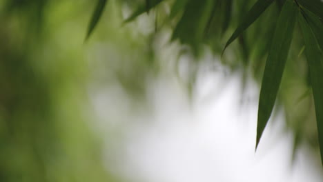 Bokeh-Waterfalls-Behind-Green-Bamboo-Leaves-At-Rainforest-In-Rio-Tanama,-Puerto-Rico