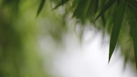 cascadas bokeh detrás de hojas de bambú verde en la selva tropical en río tanama, puerto rico