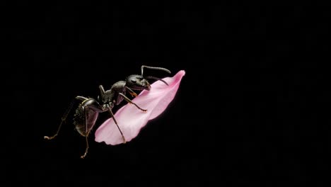 a close-up look at a mighty ant balancing gracefully on a delicate pink petal against a stark black background, marveling at nature's intricacies and beauty