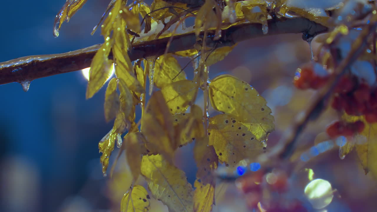 얼음으로 인 얼어붙은 가을 잎과 은 열매의 클로즈업, 흐릿한 반이는 배경으로 황금빛으로 조명되어 부드러운 빛 아래 평온한 겨울 장면을 만니다.