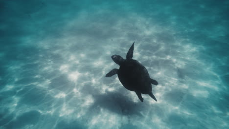 Schildkröte-Erhebt-Sich-über-Weißem-Sandboden,-Der-Im-Meerwasser-Durch-Licht-Funkelt,-Zeitlupe