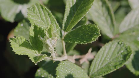 morning dew on shrubs in yard