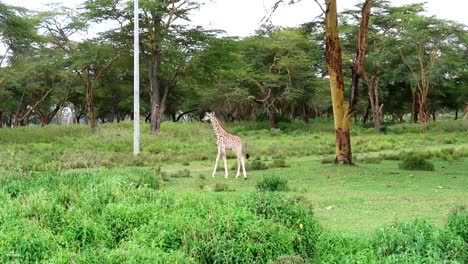 Babygiraffe,-Die-In-Grüner-Savannenlandschaft-Im-Afrikanischen-Nationalpark-Spazieren-Geht