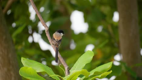 hunting long-tailed shrike puff up feathers sitting on twig and searching for prey, climps up on branch and turn around