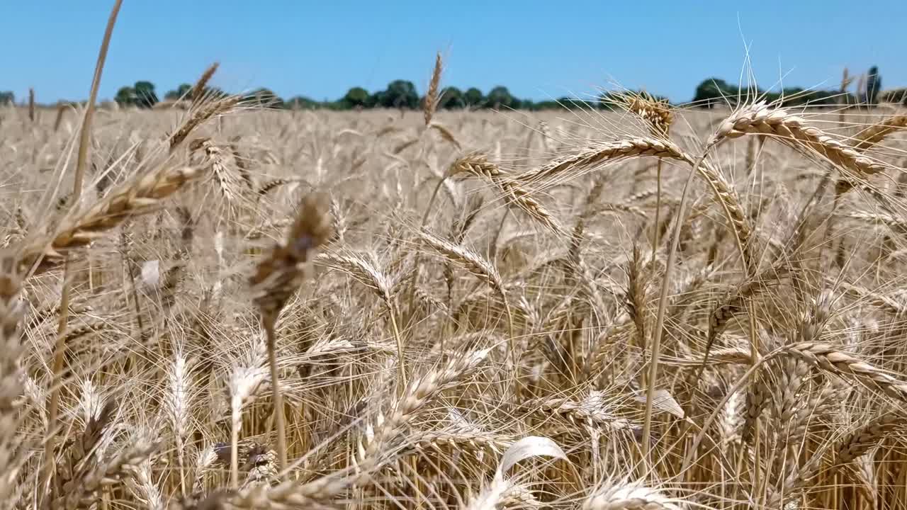 Wheat plantation growing in large field, close up