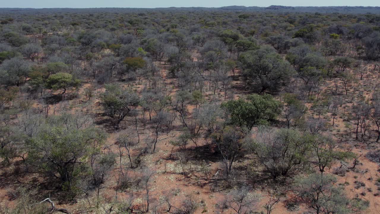 aéreo: desierto de sabana africana, paisaje de entorno de pastizales de arbustos secos
