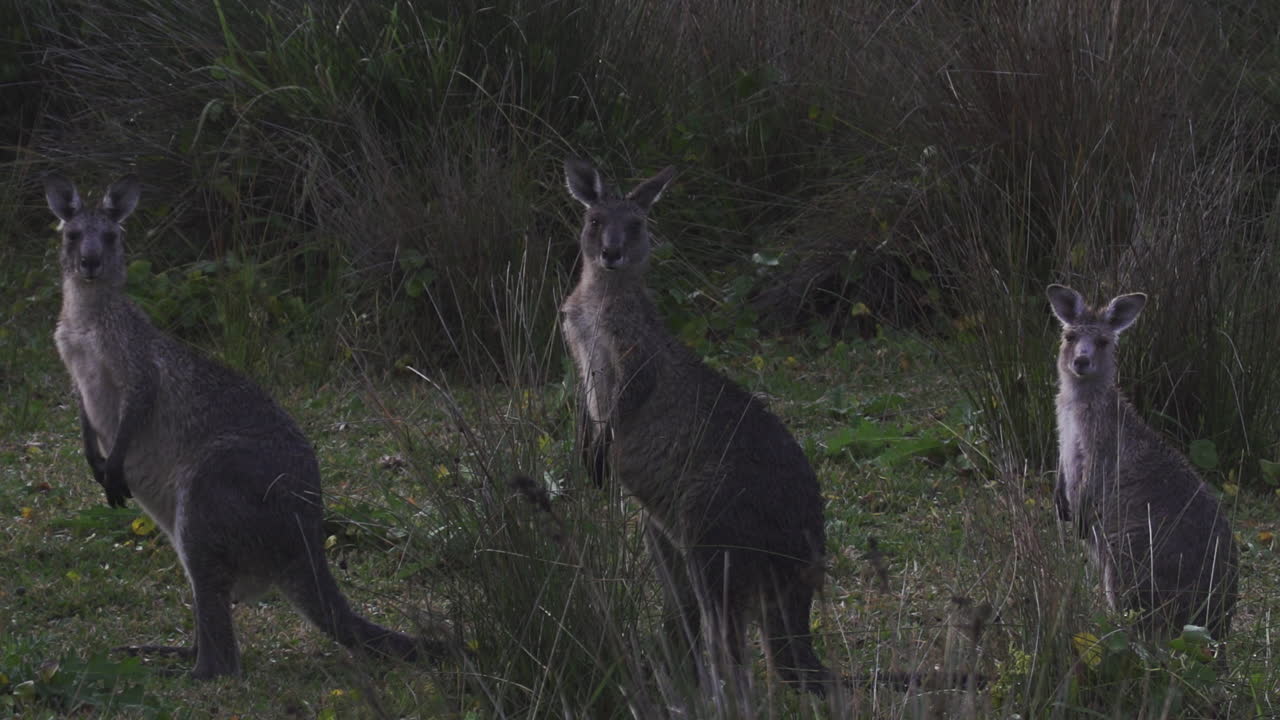 Kangaroo standing upright in bushland during daylight, alert and partially hidden