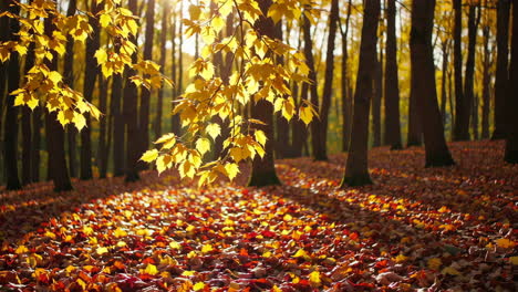 la luz del sol del bosque de otoño