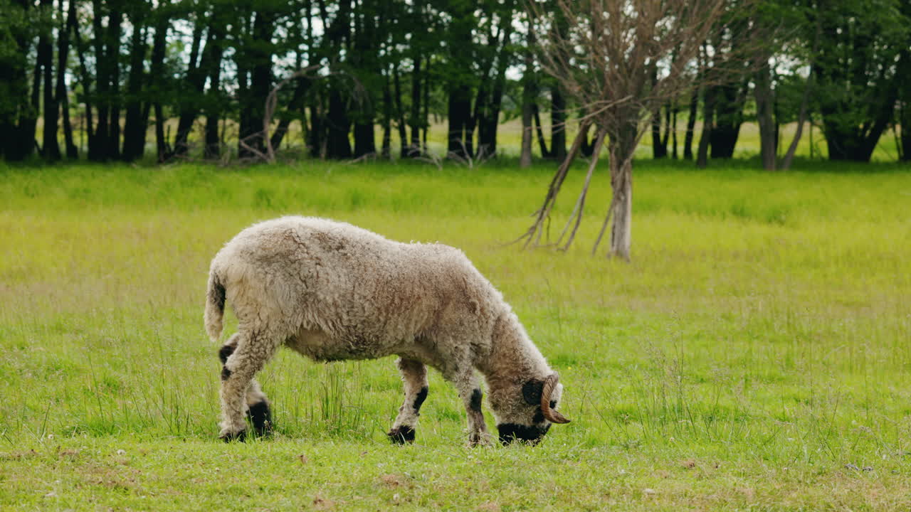 양 분야에서 방목