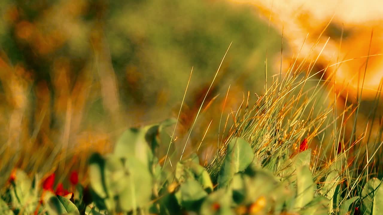 Wind blown grasses on woodland prairie