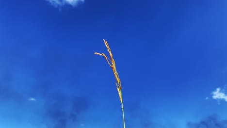 single growing crop stem with black smokes in background of ukraine war