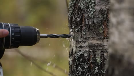 Ein-Loch-In-Einen-Baum-Bohren