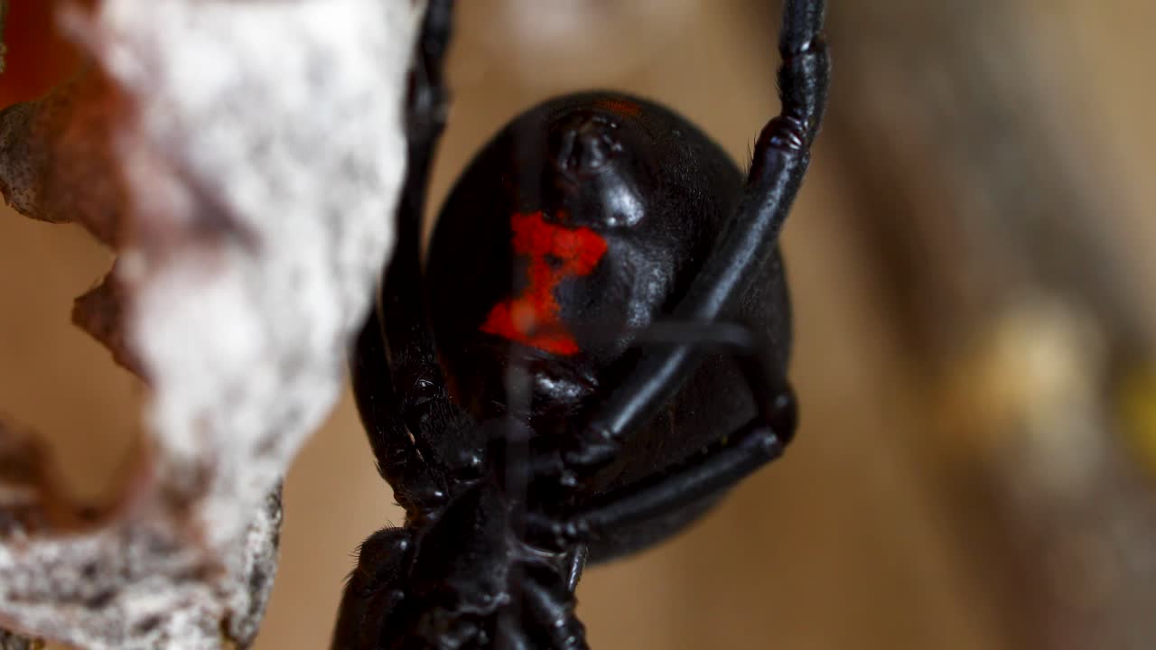 Static macro video of a Black Widow Spider.. Camera view is of the belly showing a red hour glass