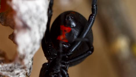 static macro video of a black widow spider.. camera view is of the belly showing a red hour glass