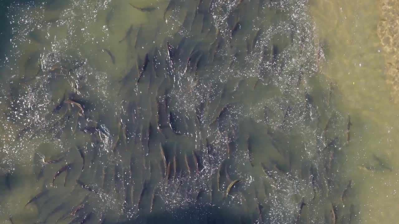 salmón nadando río arriba en un denso grupo durante una migración vista desde arriba