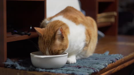 close up of cat eating dry cat food out of dish