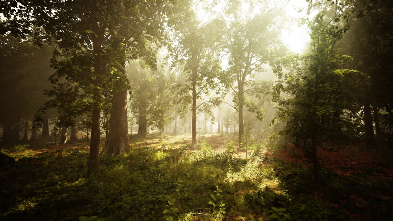 la luz del sol fluye a través de un bosque de niebla