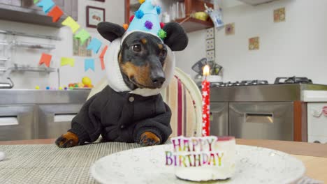 lovely dachshund dog in funny panda costume, with hood and festive hat is sitting at the table in front of birthday cake with candle in room decorated for celebrating party, wants to eat a treat