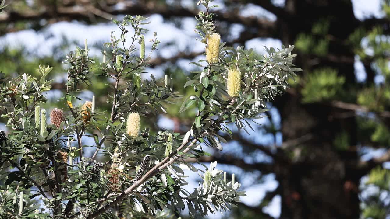 꽃 이 있는 나무 가지 들 의 클로즈업