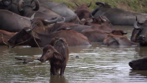 búfalo de agua bebé con rebaño bañándose en un lago en udawalawe, sri lanka