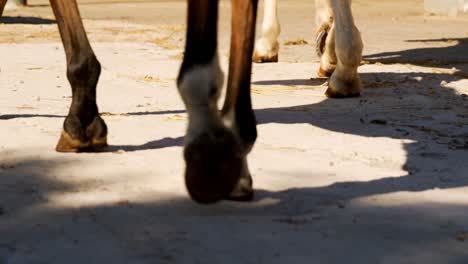 Horses-walking-in-ranch-4k