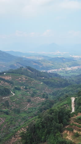 plantación de té en las montañas