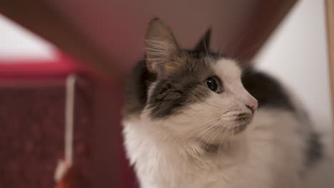 close-up static shot of white and black cat face, while it looks straight to camera and moves head. shallow depth of field with blurred background. shot on 4k at 100 fps.