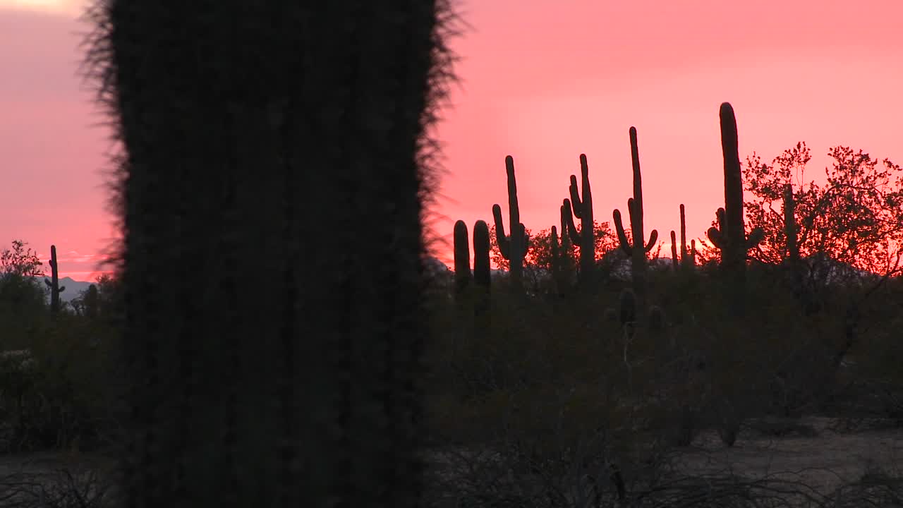 puesta de sol del desierto rojo con un paisaje de campo de cactus