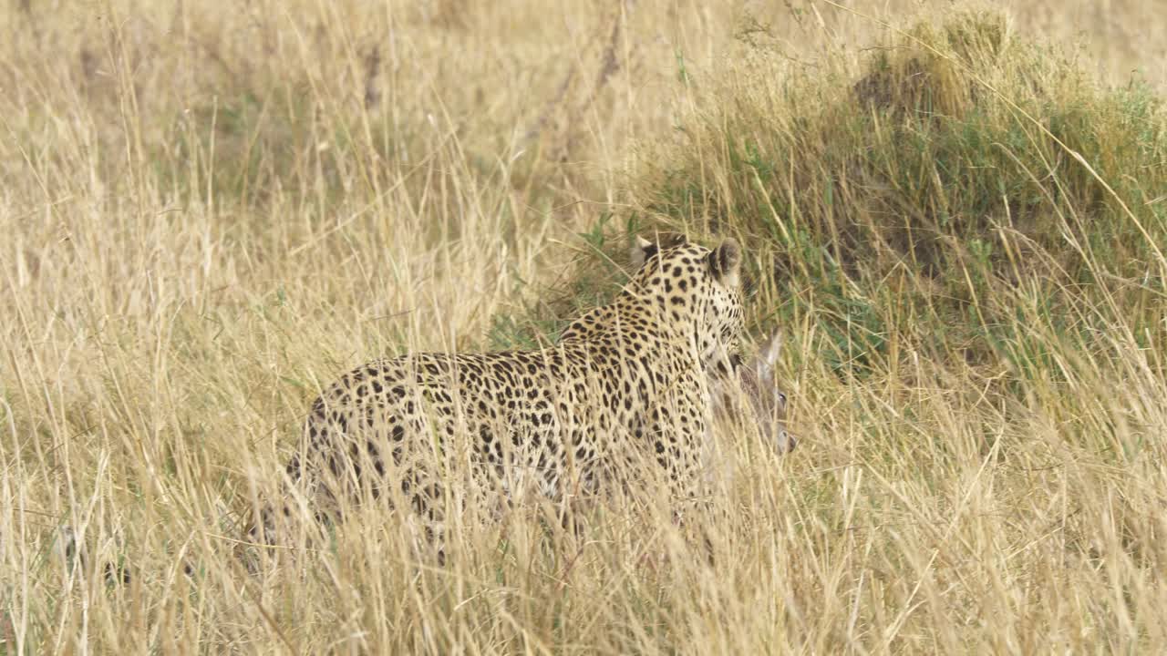 pan derecha toma en barbecho de un majestuoso leopardo con su presa, bebé lechwe muerto para el almuerzo