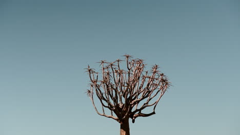 quiver tree against a light blue sky