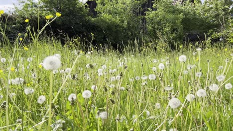 Green-spring-meadow-with-different-flowers-moving-gently-in-the-wind