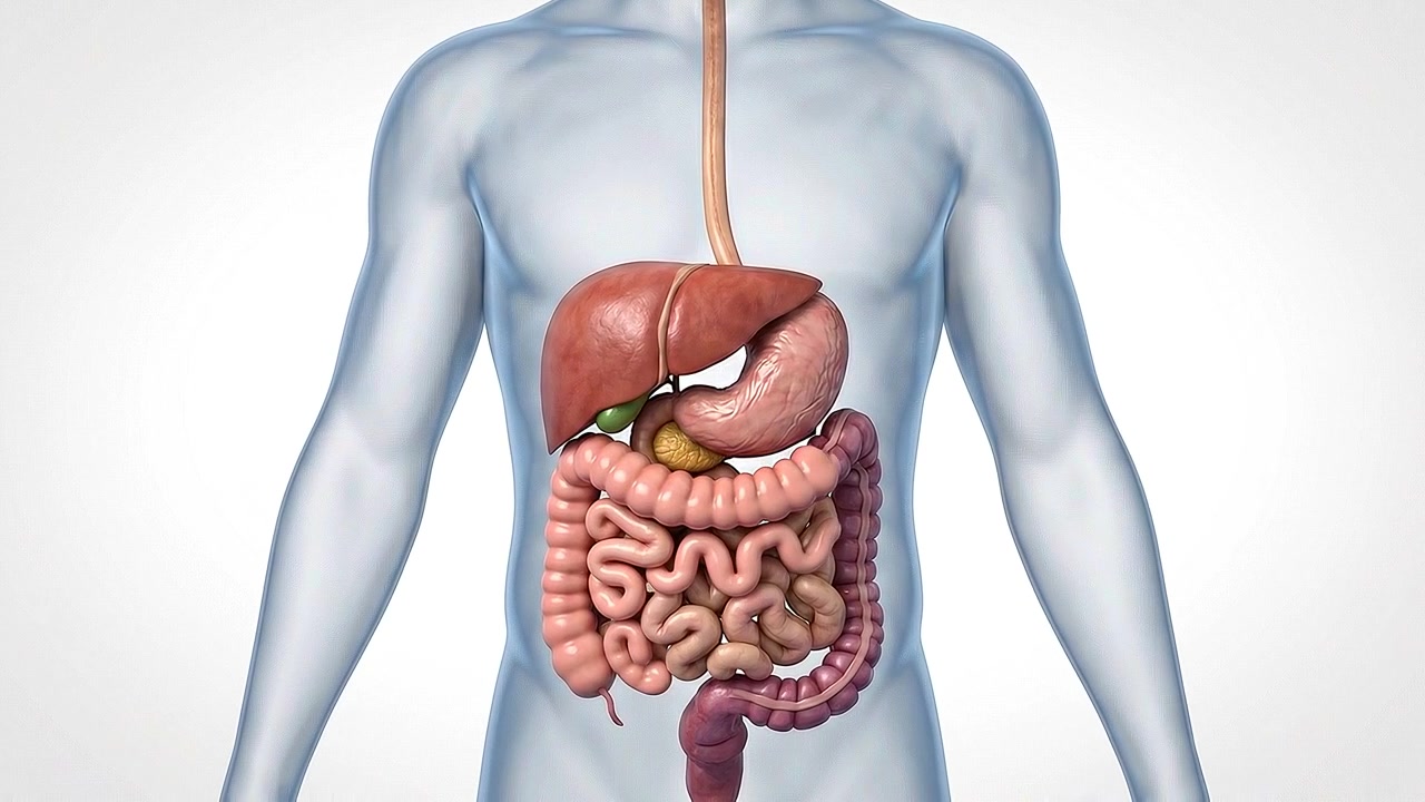Transparent torso displaying liver stomach and intestines on white background