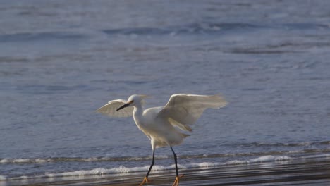 Schneereiher,-Der-Wie-Eine-Fee-Am-Ufer-Schwebt,-Wie-Ein-Engel-Des-Flusses,-Landet-Auf-Zehenspitzen,-Um-In-Zeitlupe-Nach-Futter-Zu-Suchen