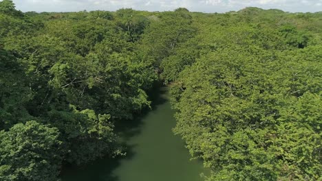 exuberante bosque y río en el parque nacional humedales del ozama en república dominicana