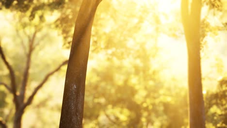 sunbeams pour through trees in misty forest