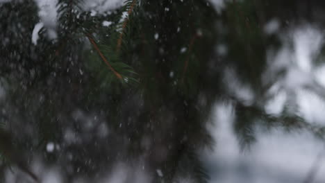 Frozen-branches